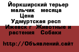 Йоркширский терьер-мальчик 2 месяца › Цена ­ 18 000 - Удмуртская респ., Ижевск г. Животные и растения » Собаки   